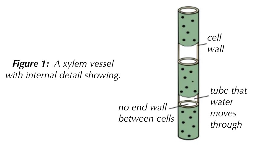<p>xylem vessels are very long, tube-like structures formed from dead cells joined end to end. there are no end walls on these cells, making an uninterrupted tube that allows water to pass up through the middle easily</p>