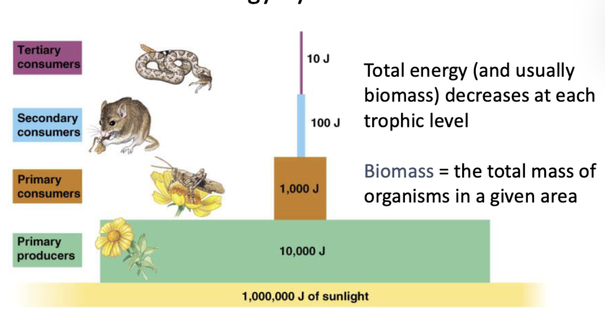 <ul><li><p>Each step up in trophic level decreases energy by ~90%</p></li><li><p>Total energy (+ usually biomass) decreases at each trophic level</p><ul><li><p>Biomass = total mass of organisms in a given area</p></li></ul></li></ul><p></p>
