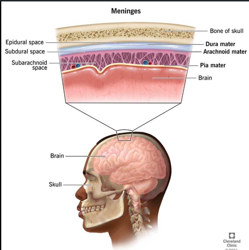 <ul><li><p>dura mater</p></li><li><p>arachnoid mater</p></li><li><p>pia mater</p></li></ul><p></p>