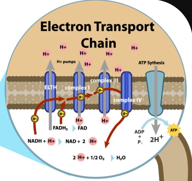 <p>a</p><p>bình thường: các e đi qua các complex—> H bên ngoài cao hơn bên trong—> chặng cuối sẽ tạo gradient H==> H đi từ chỗ cao đến chỗ thấp==> ATP</p><p>—> chất ni phá gradient H+==> ko tạo ATP</p>