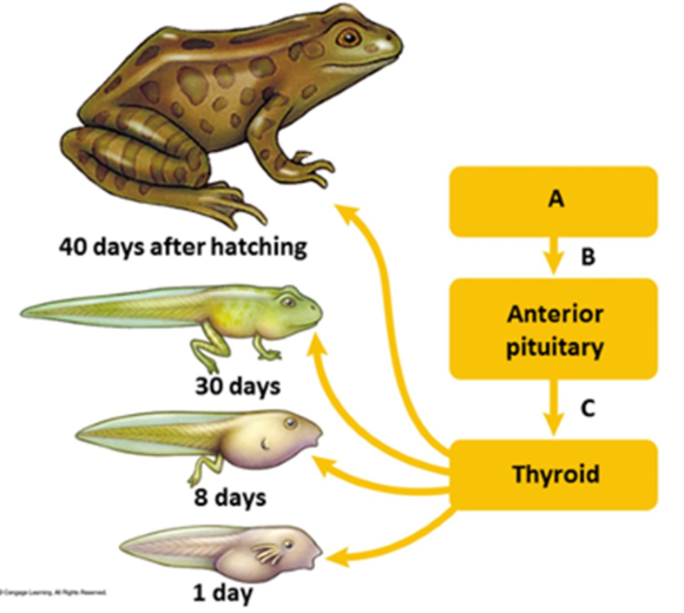 <p>Answer the question using the accompanying figure. During metamorphosis of a tadpole, 'A' is the ____.</p><p>a.</p><p>thyroid</p><p>b.</p><p>parathyroid</p><p>c.</p><p>hypothalamus</p><p>d.</p><p>adrenal cortex</p><p>e.</p><p>posterior pituitary</p>