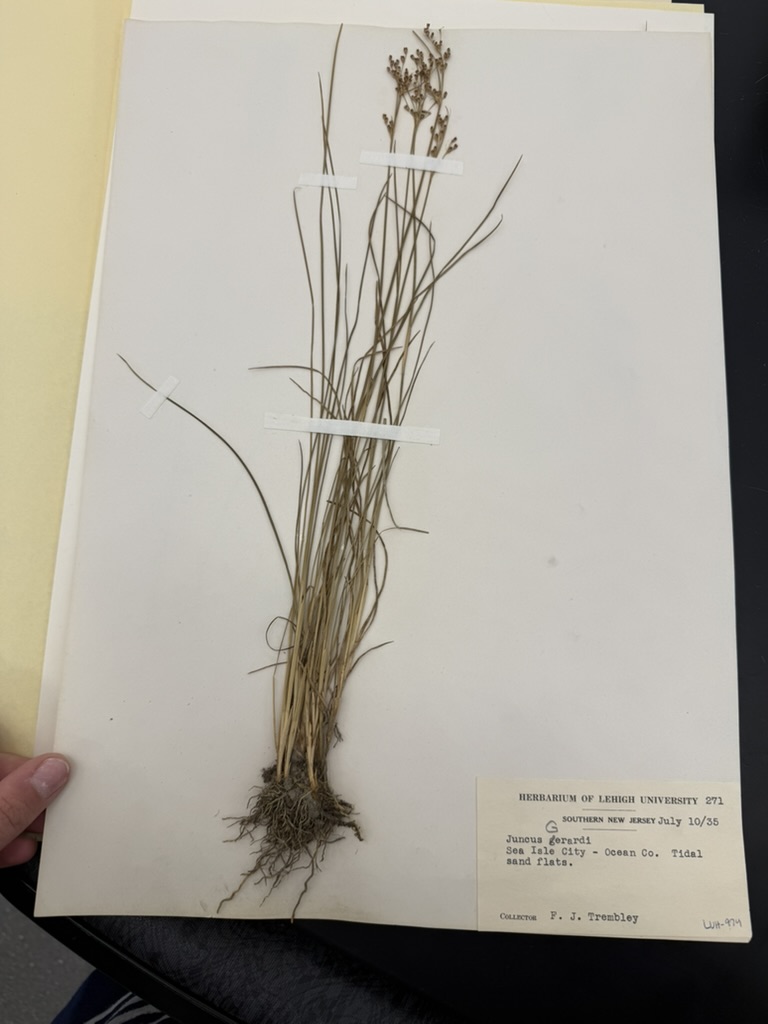 <p>Black grass</p>