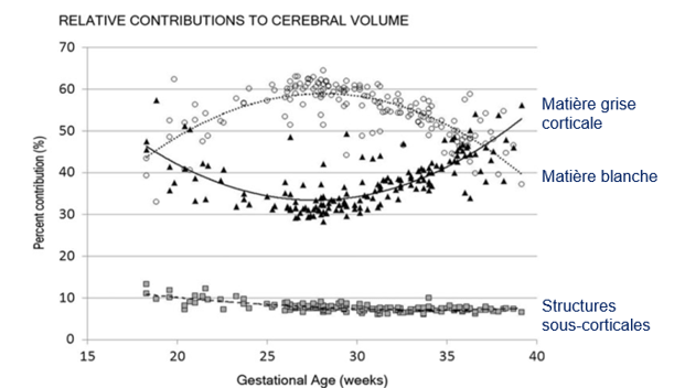 <p>La période foetale est très intense pour le développement cérébral. Qu’observe-t-on quant au % du cerveau total occupé par la matière grise vs blanche ? </p>