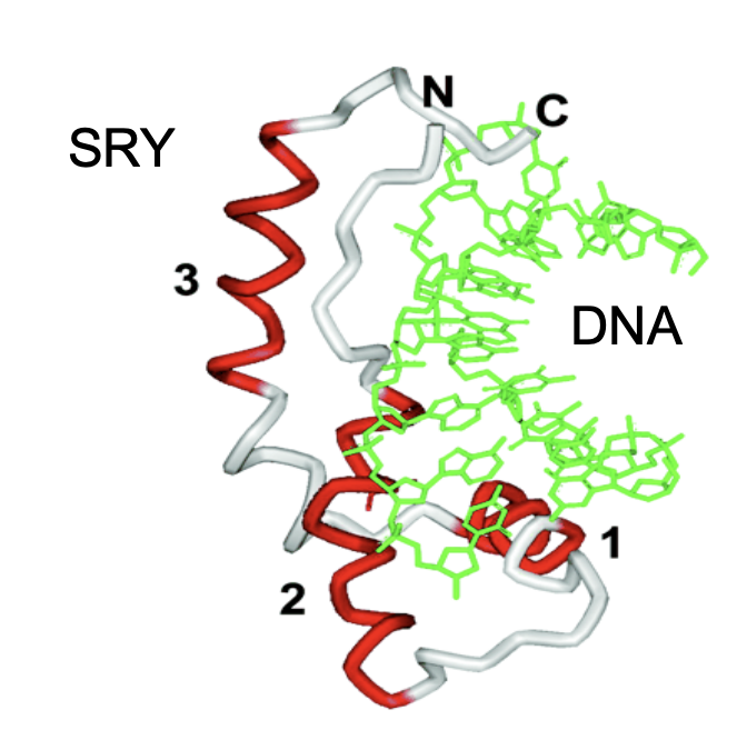 <p>Gene regulatory protein (transcription factor)</p>