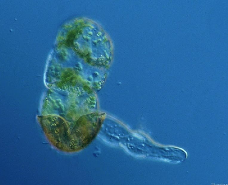 germinating