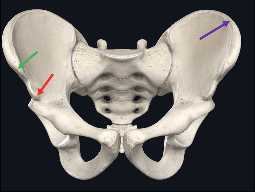<p><span>Identify the structure at the tip of the purple arrow</span></p>