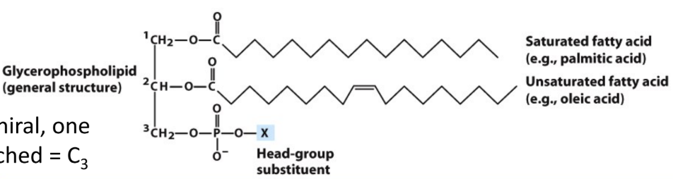 <p>Why is glycerol prochiral?</p>