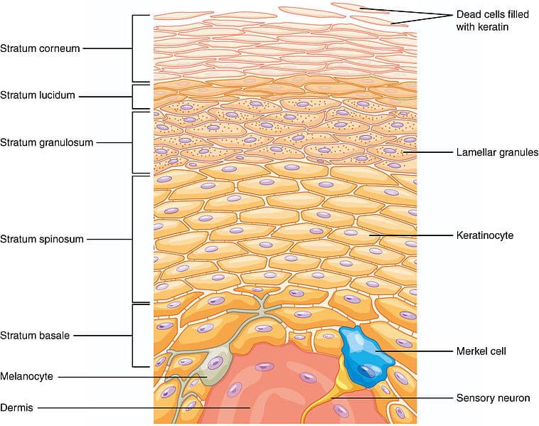 <p>Skin (cutis) - HE</p><p class="ds-markdown-paragraph">1) <strong>Epidermis</strong>-stratified squamous keratinized epithelium</p><ul><li><p class="ds-markdown-paragraph">str. basale - has stem cells</p></li><li><p class="ds-markdown-paragraph">st. spinosum - desmosomes</p></li><li><p class="ds-markdown-paragraph">st. granulosum - 3-5 dead flattened cells</p></li><li><p class="ds-markdown-paragraph">str. lucidum - clear line of dead cells</p></li><li><p class="ds-markdown-paragraph">str. corneum - outermost layer, with flattened, dead, keratin-filled cells</p></li></ul><p>2) <strong>Derma - thick irregular CT</strong></p><ul><li><p>papillary layer - forms ‘humps’ aka dermal papillae that interlock with epidermis</p></li><li><p>reticular layer - layer of thick dense irregular CT</p></li></ul><p>3) <strong>Hypodermis</strong>- subcutaneous tissue</p><ul><li><p>fat is the major component</p></li><li><p>also contains fibroblasts, macrophages. etc. </p></li><li><p>pacinian corpuscle, sebaceous gland, hair follicles and sweat glands</p></li></ul><p></p>