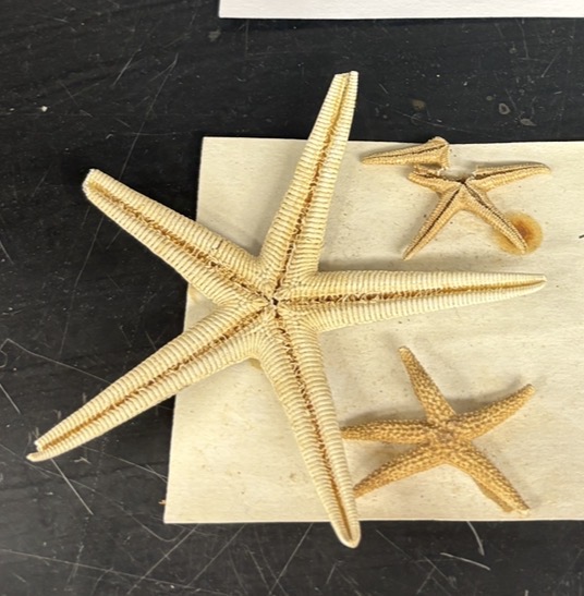 <p>Name the phylum and class</p>