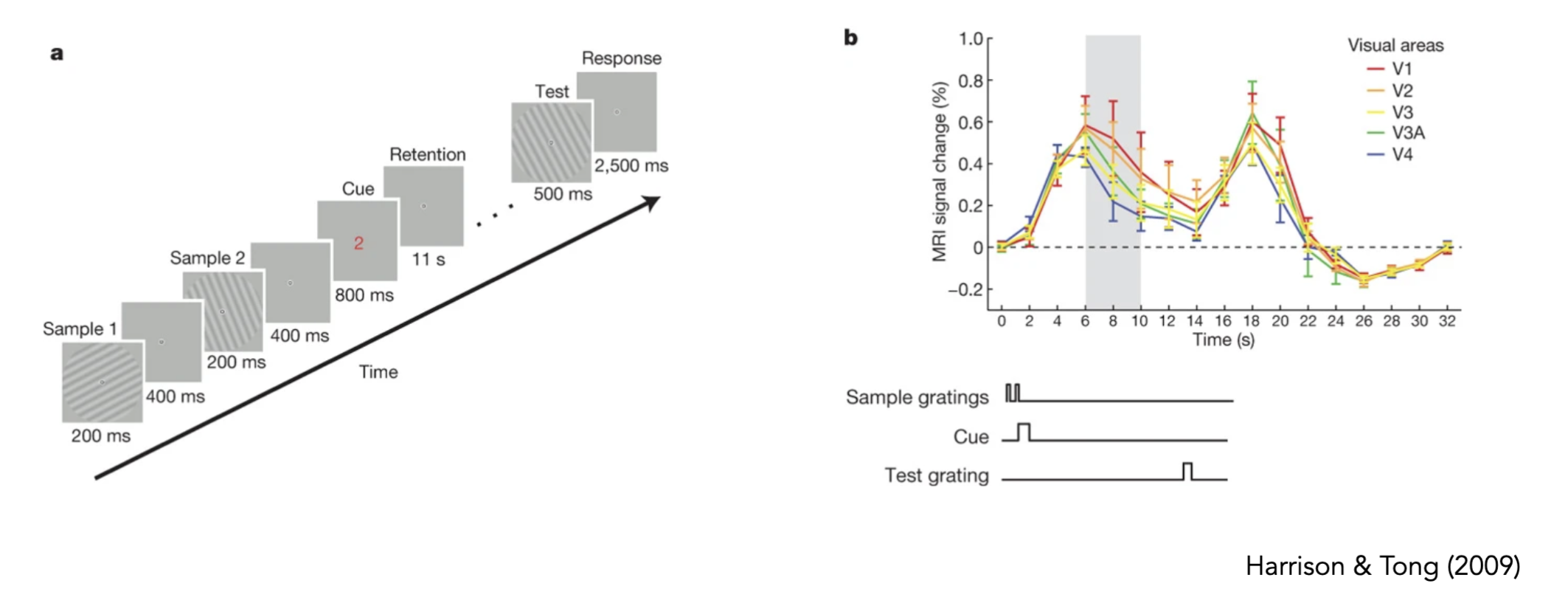 <p></p><ul><li><p><strong>FMRI study proved this</strong></p><ul><li><p><strong><u>paradigm</u></strong>:</p><ul><li><p>presented with stripes that are oriented diagonal</p></li><li><p>given different set of stripes</p></li><li><p>told which stripes need to be maintained </p><ul><li><p>diagonal → 1st </p></li><li><p><strong>OR </strong>other → 2nd</p></li></ul></li><li><p>presented with another stimulus and asked to say whether it matches with the first/second one or not</p></li></ul></li><li><p><strong><u>results</u></strong>:</p><ul><li><p>on a plot, we see persistent activity in visual cortex (goes down but not all the way back down) during this time</p><ul><li><p>people have devised tests to see what information is being encoded during that activity</p><ul><li><p>computer trained to use visual cortex activity to distinguish when subjects are looking at one orientation vs another (while participant is looking at stimulus)</p></li><li><p>test during WM delay while theres nothing on the screen</p></li><li><p>if that model works it suggests that the delay period activity is organized in the same way → computer model had 70% accuracy</p></li></ul></li></ul></li></ul></li><li><p><strong><u>conclusion</u></strong>:</p><ul><li><p>suggests that the content of stimuli is in that brain activity observed in the visual cortex</p></li><li><p>responses in the visual system seem to track the information that is trying to be maintained</p></li></ul></li></ul></li></ul><p></p>
