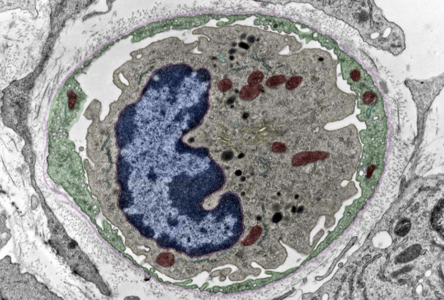 <p>Identify the Structure(s) </p>