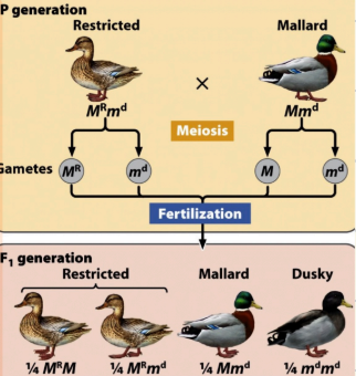 <p>Multiple alleles can typically have this as a hierarchy of certain alleles</p>