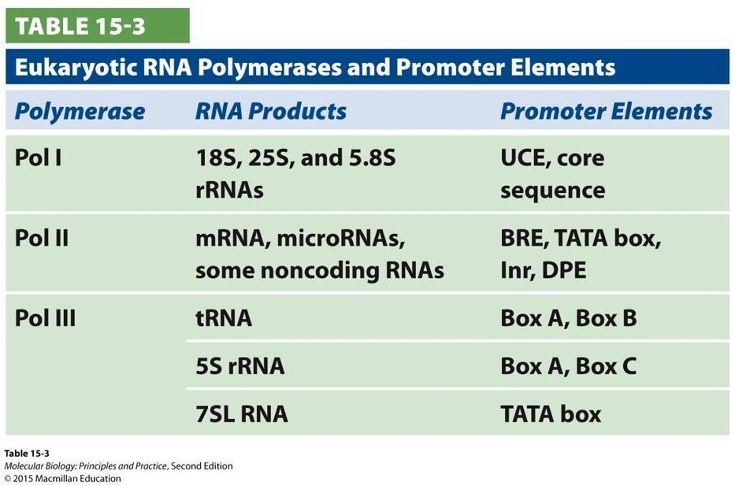 <p>RNA polymerase I, RNA polymerase II, and RNA polymerase III.</p>