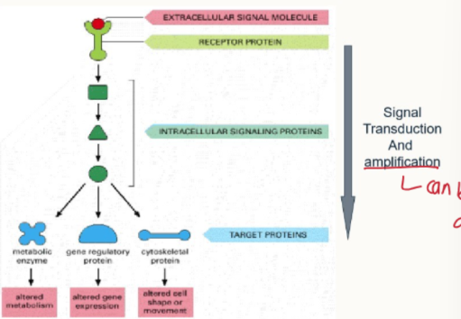 <ol><li><p>signals sent from the cell membrane where the bound ligand binds to its complementary receptor.</p></li><li><p>signals are transduced through the signalling pathway: they can be amplified</p></li></ol><p></p>