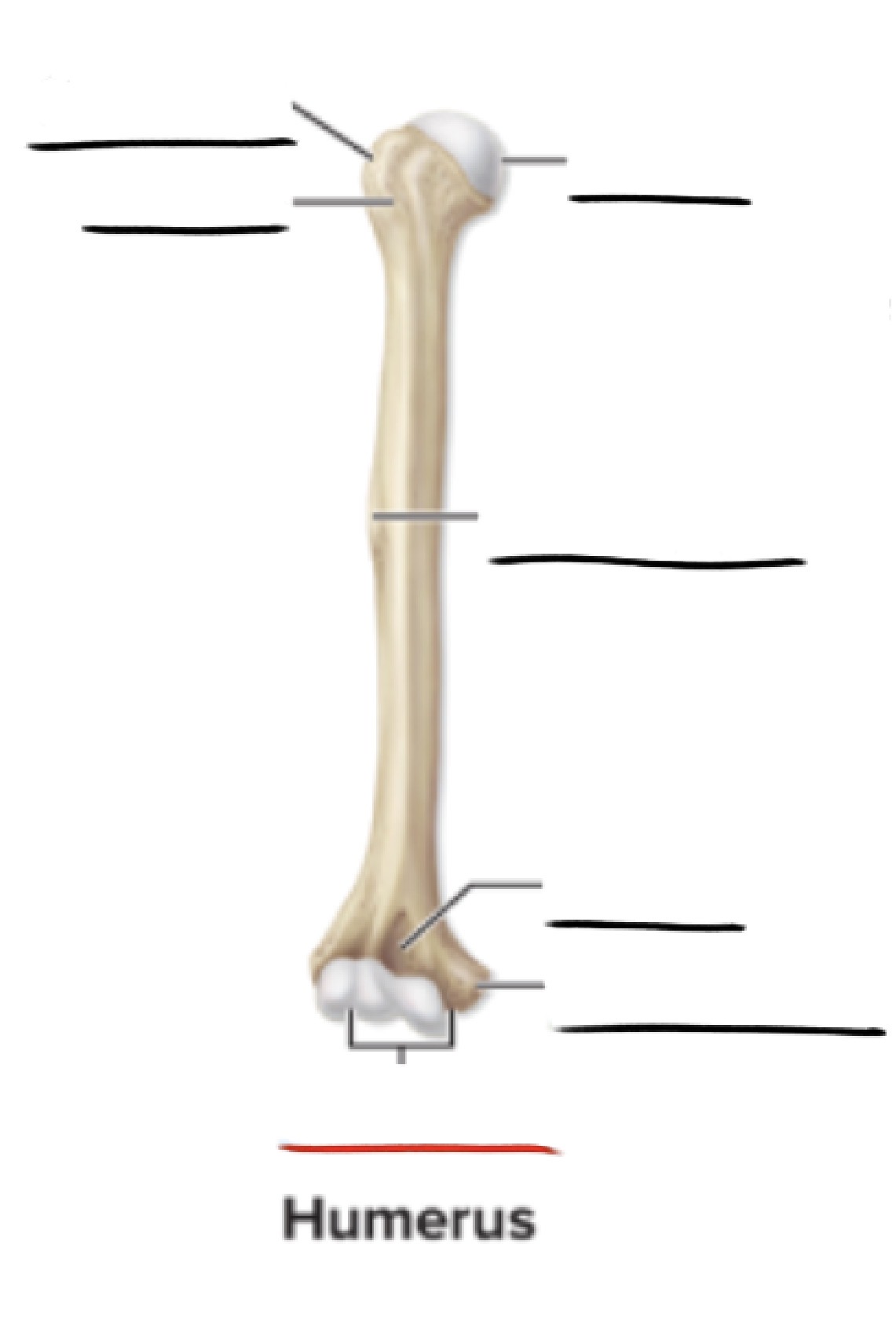 <p><strong>Anatomic Term</strong></p><p>Description</p><p>(General Structure)</p>