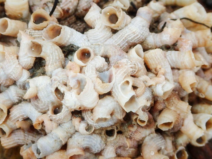 <p>Monterey Wormsnail/Tube snail</p>