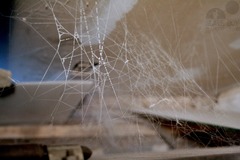 <p>cellar spiders</p><p>hunting approach: vibration and silk wrapping</p><p>web type: messy, irregular, traps due to irregular structure</p>