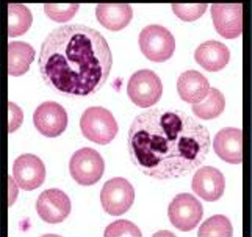 <p>Neutrophil</p>