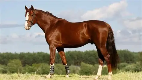 <p>Warm-blooded horses</p>