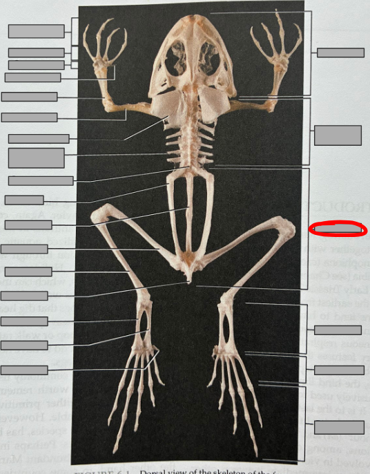 <p>What part of the organism is this?</p>