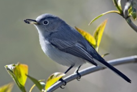 <p>Order: Passeriformes<br>Family: Polioptilidae</p>