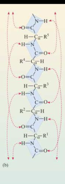 <p>polypeptide chain that twists into a rod-like structure</p><ul><li><p>secondary structure, rod-like shape</p></li><li><p>inside: backbone</p></li><li><p>outside: R-chain groups (exposed for maximum reactivity)</p></li><li><p>some AAs are more likely to be in an alpha helix formation than others</p></li><li><p>Hydrogen bonds between carbonyl oxygens (C=O) and amine hydrogen 4 amino acids downstream</p></li></ul><p></p>