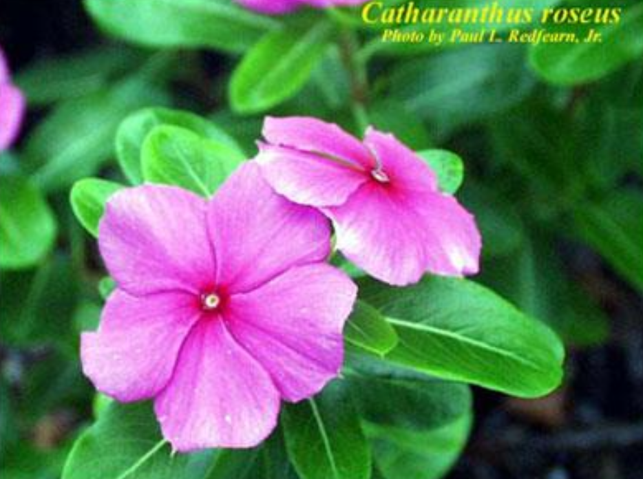 <p>This flower blooms during</p><p class="p1">the day. Its pollinator is</p><p class="p1">probably a</p>