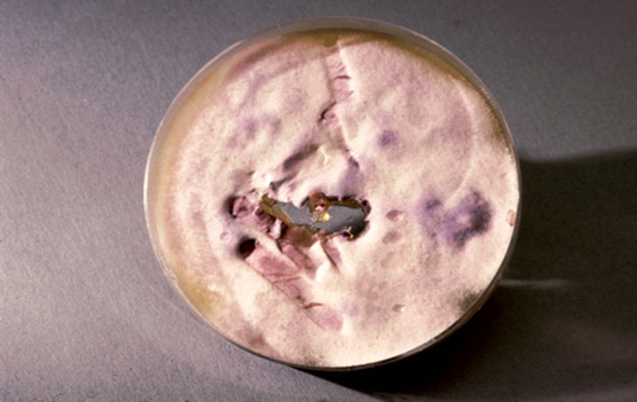 <p>Identify this fungus</p>