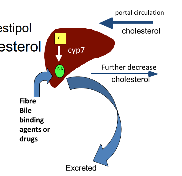 <p>Medications like <em>cholestyramine</em> and <em>colestipol</em> are bile acid/salt binding resins. They <em>lower cholesterol</em> by<strong> removing it from the liver in the form of bile acids</strong>. </p><ul><li><p><strong><em>Fiber</em> </strong>or medication uses <span>Cyp7 enzyme to bind to bile acids and excrete them from the liver.</span></p></li></ul><ul><li><p>By increasing their excretion, they also promote <strong><em>reverse cholesterol transport</em></strong> to return cholesterol back to liver to synthesize more bile acids, further decreasing cholesterol.</p></li></ul><p></p>