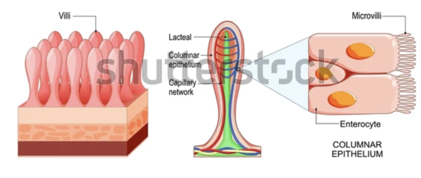<p>Kraftigt vecklade och täckta med <mark data-color="#f0e0ff" style="background-color: rgb(240, 224, 255); color: inherit;">villi (tarmludd) </mark>som i sin tur är har en yta täckta med epitelceller vars cellmembran har små utskott som kallas <mark data-color="#f0e0ff" style="background-color: rgb(240, 224, 255); color: inherit;">mikrovilli</mark>. Detta gör att absorptionsytan blir hela 200m<sup>2</sup> vilket gör <mark data-color="#f0e0ff" style="background-color: rgb(240, 224, 255); color: inherit;">näringsupptaget</mark> mycket effektivt.</p>
