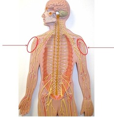 <p>deltoid and teres minor. in the shoulder.</p>
