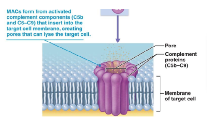 <p><span style="background-color: transparent;">Formed by complement proteins C5b–C9</span></p><p><span style="background-color: transparent;">It inserts into the pathogen membrane, then creates pores which causes cell lysis</span></p>