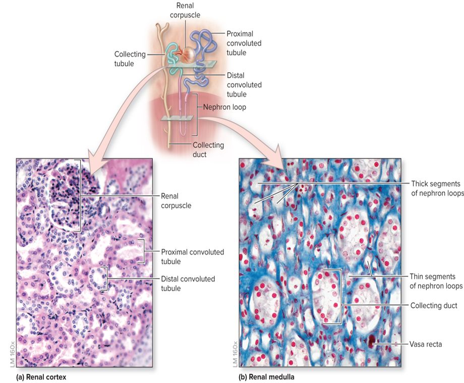 <p>Where u<strong>rine in nephrons drains into. </strong></p><ul><li><p>Multiple of these <strong>empty into larger collecting ducts</strong></p></li></ul><p></p>