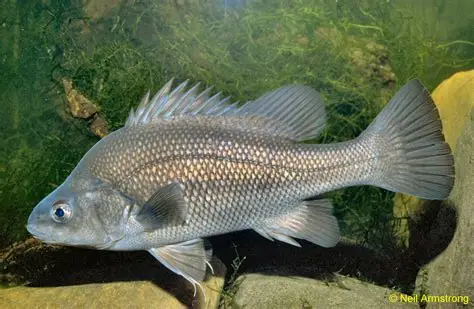 <p>Small head, yellow fins, unbroken lateral line</p>