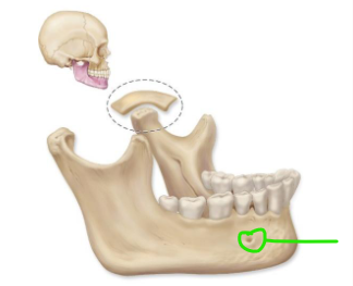 term image