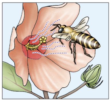 <p>Allomones are chemicals released by one species to affect the behavior of ANOTHER species</p>