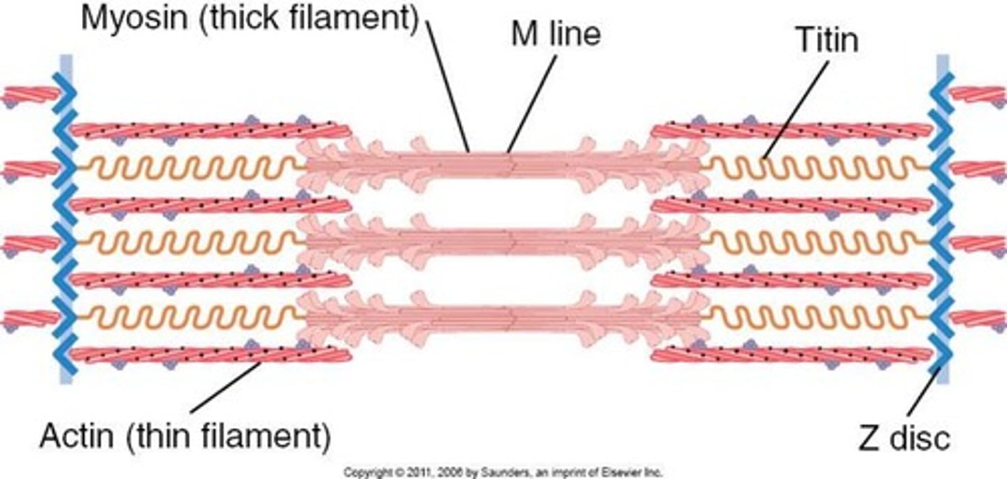 <p>Elastic protein that stabilizes thick filaments and prevents overstretching.</p>