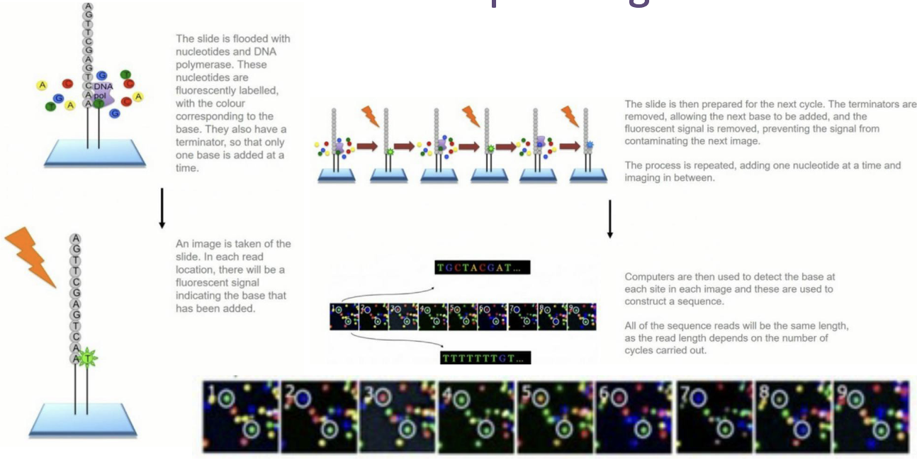 <ol><li><p>The slide is flooded with nucleotides and DNA polymerase. These nucleotides are fluorescently labelled, with the colour corresponding to the base. They also have a terminator, so that only one base is added at a time.</p></li><li><p>An image is taken of the slide. In each read location, there will be a fluorescent signal indicating the base that has been added.</p></li><li><p>The slide is then prepared for the next cycle. The terminators are removed, allowing the next base to be added, and the fluorescent signal is removed, preventing the signal from contaminating the next image. The process is repeated, adding one nucleotide at a time and imaging in between.</p></li><li><p>Computers are then used to detect the base at each site in each image, and these are used to construct a sequence. All of the sequence reads will be the same length, as the read length depends on the number of cycles carried out.</p></li></ol><p></p>