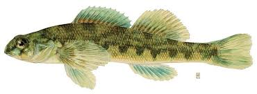 <p><strong>Greenside Darter</strong></p><p>Percidae</p><p>Etheostoma blennioides</p>