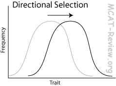 <ul><li><p>trait moves in one direction or another</p></li></ul><p></p>