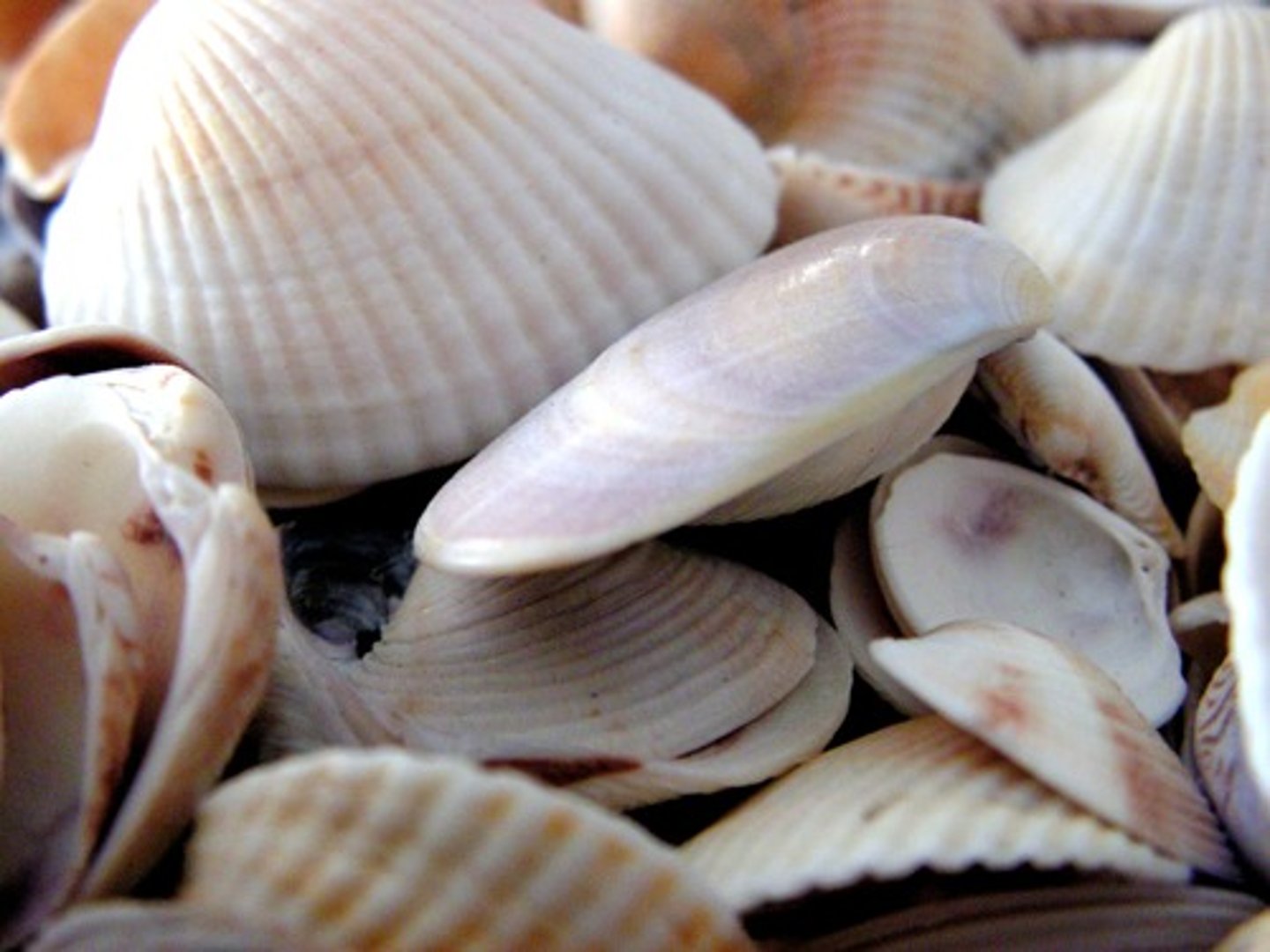 <p>un coquillage</p>