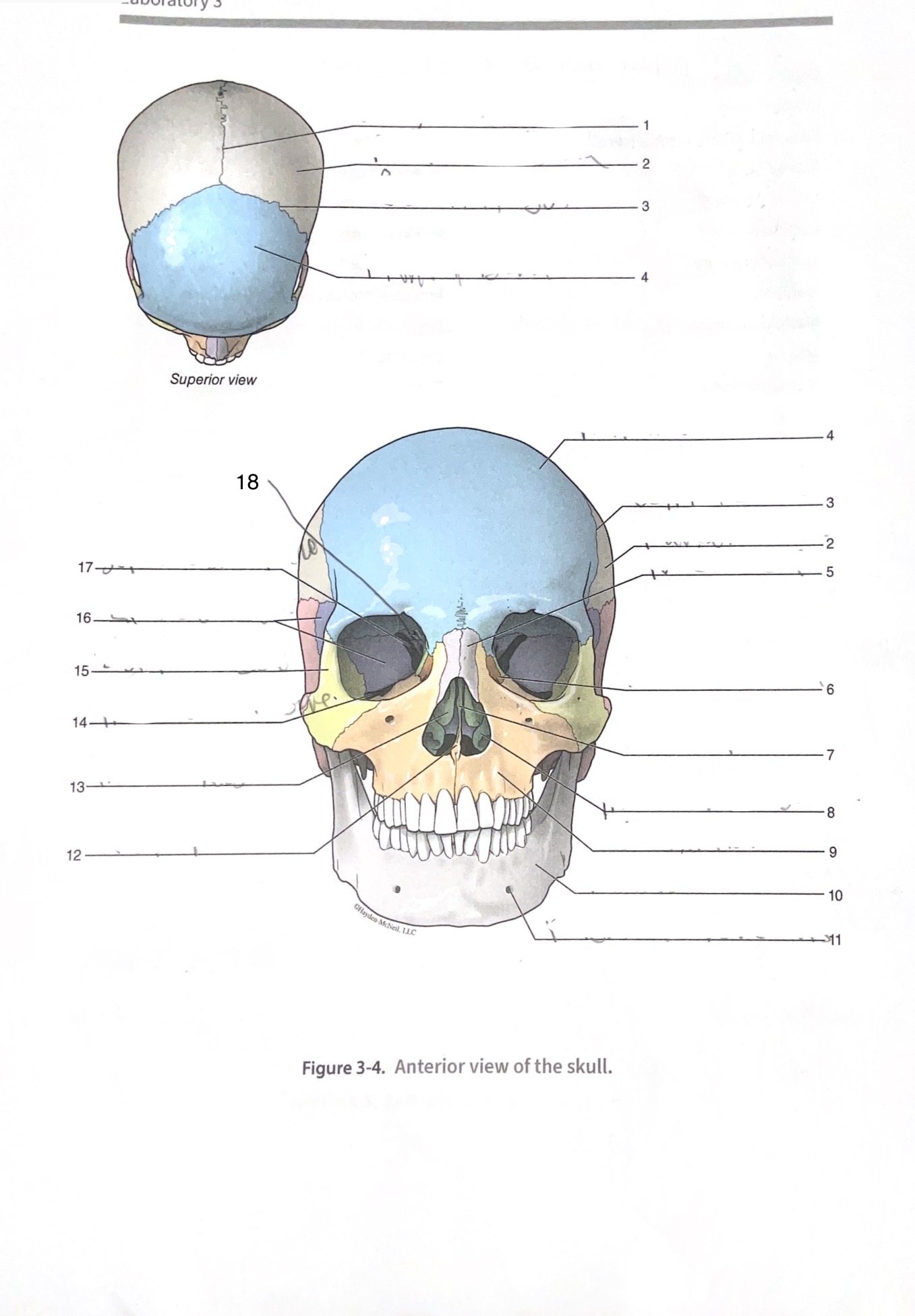 <p>12</p>