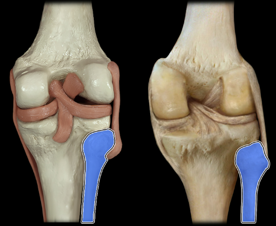 <p>posterior</p>