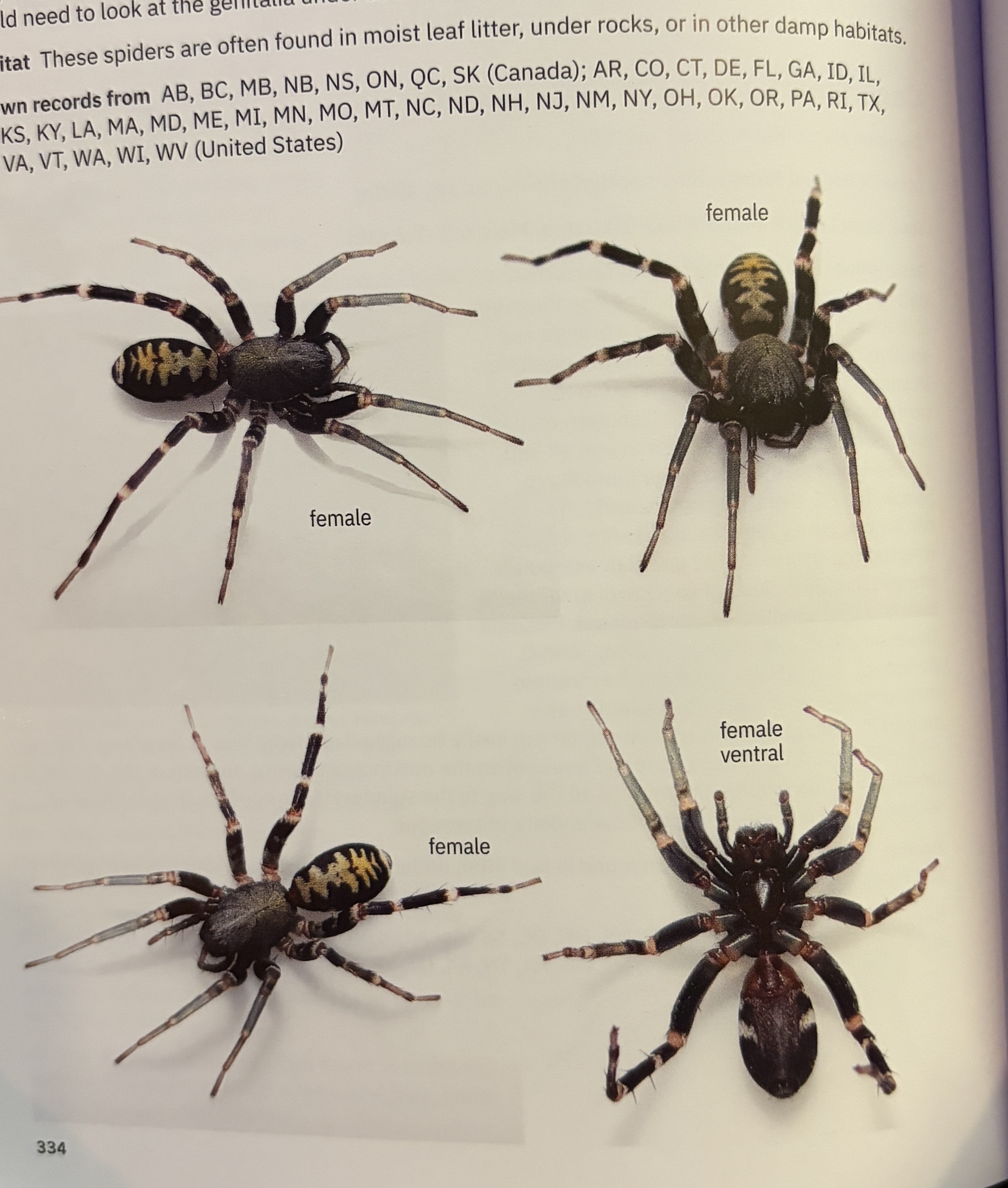 <p>Castianeira longipalpa - “manybanded antmimic”</p><p>family: Corinnidae</p>
