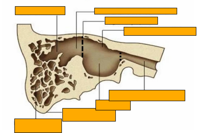 <p>Label this image </p>