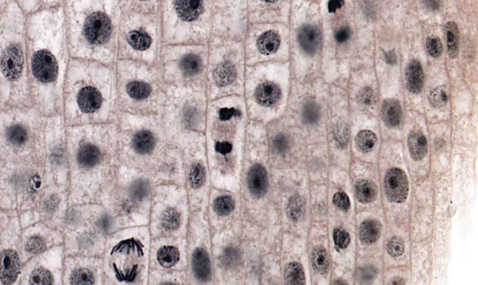 <p><span style="background-color: transparent;">Chromosomes arrive at opposite ends of the cell.</span></p><p><span style="background-color: transparent;">Major events:</span></p><ul><li><p><span style="background-color: transparent;">Chromosomes begin to decondense.</span></p></li><li><p><span style="background-color: transparent;">New nuclear envelopes form around each set of chromosomes.</span></p></li><li><p><span style="background-color: transparent;">Nucleoli reappear.</span></p></li><li><p><span style="background-color: transparent;">The spindle breaks down.</span></p></li></ul><p><span style="background-color: transparent;"><strong>What to recognize:</strong></span></p><p><span style="background-color: transparent;"><strong>Two nuclei beginning to form.</strong></span></p><p></p>