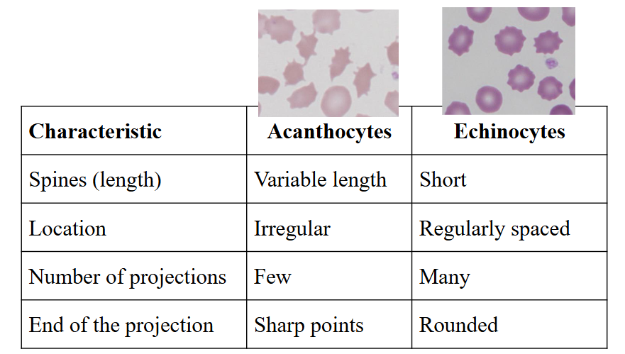 <p>Alcohol and Red Cells</p>