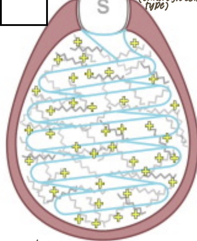 <p>Established that this is a cnidocyte cell found in myxozoans, what is the function? (2)</p>