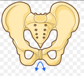 <ul><li><p>general shape: narrower, deeper, less flared, pelvis inlet is more oval or heart shaped</p></li><li><p>smaller or narrow angle of pubic arch ( <90<sup>o</sup>) - acute angle</p></li><li><p>shape of outlet is smaller</p></li><li><p>ischial spines have more of a protrusion into pelvic inlet</p></li></ul><p></p>