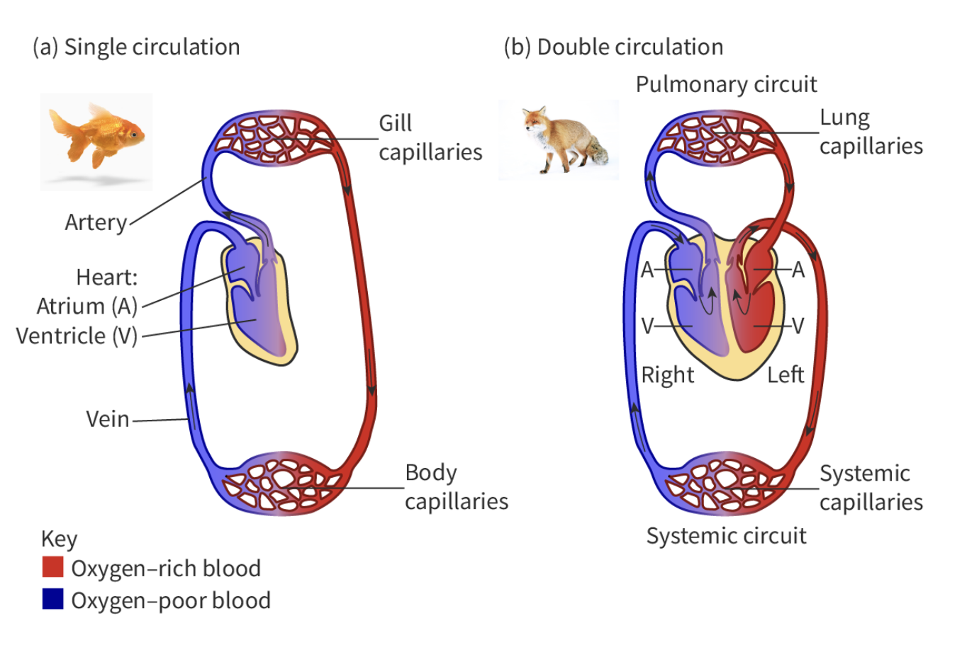 <p>Mammals</p><ul><li><p>four chambers , two circuits&nbsp;</p></li></ul><p>left: <span style="background-color: transparent;"><strong>&nbsp;</strong>oxygenated blood enters the left side of the heart before being pumped to the body (systematic) </span></p><p>right: <span style="background-color: transparent;">deoxygenated blood returns to right side of the heart before going to lungs ( plumonary) </span></p><ul><li><p>separated by a septum&nbsp;</p></li></ul><div data-type="horizontalRule"><hr></div><p>Fish </p><ul><li><p>2 chambers, 1 circuit </p></li></ul><p></p>